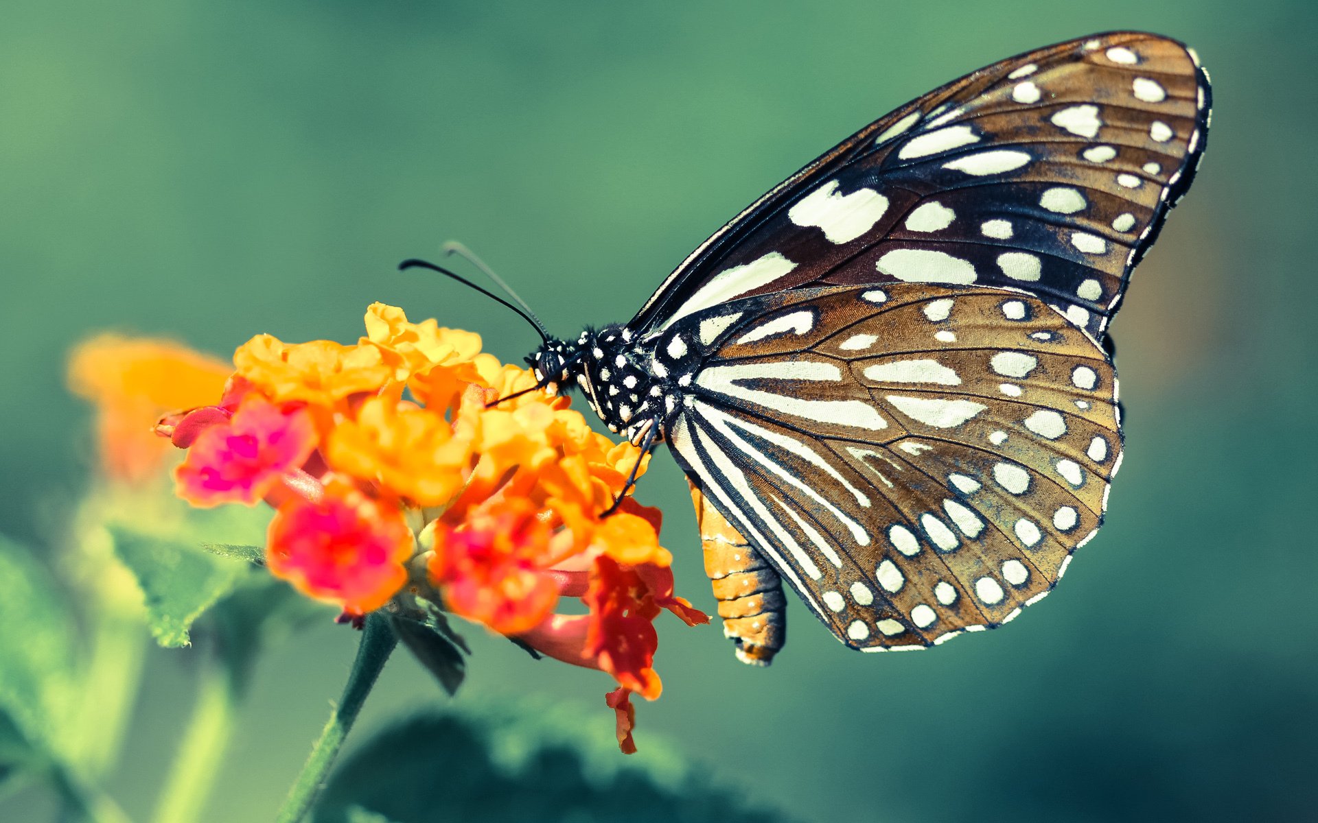 足球裁判员选拔进入校园推广阶段，足球裁判员入场程序