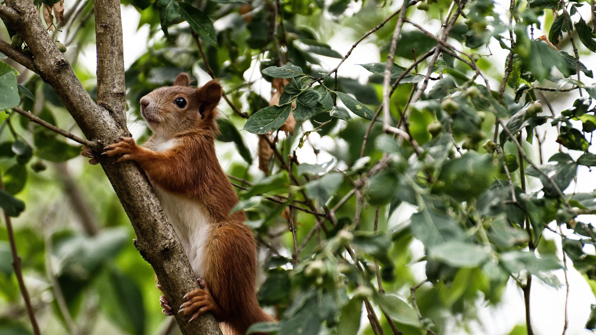 CBA联盟推动篮球赛事品牌建设，cba联赛官方合作伙伴品牌