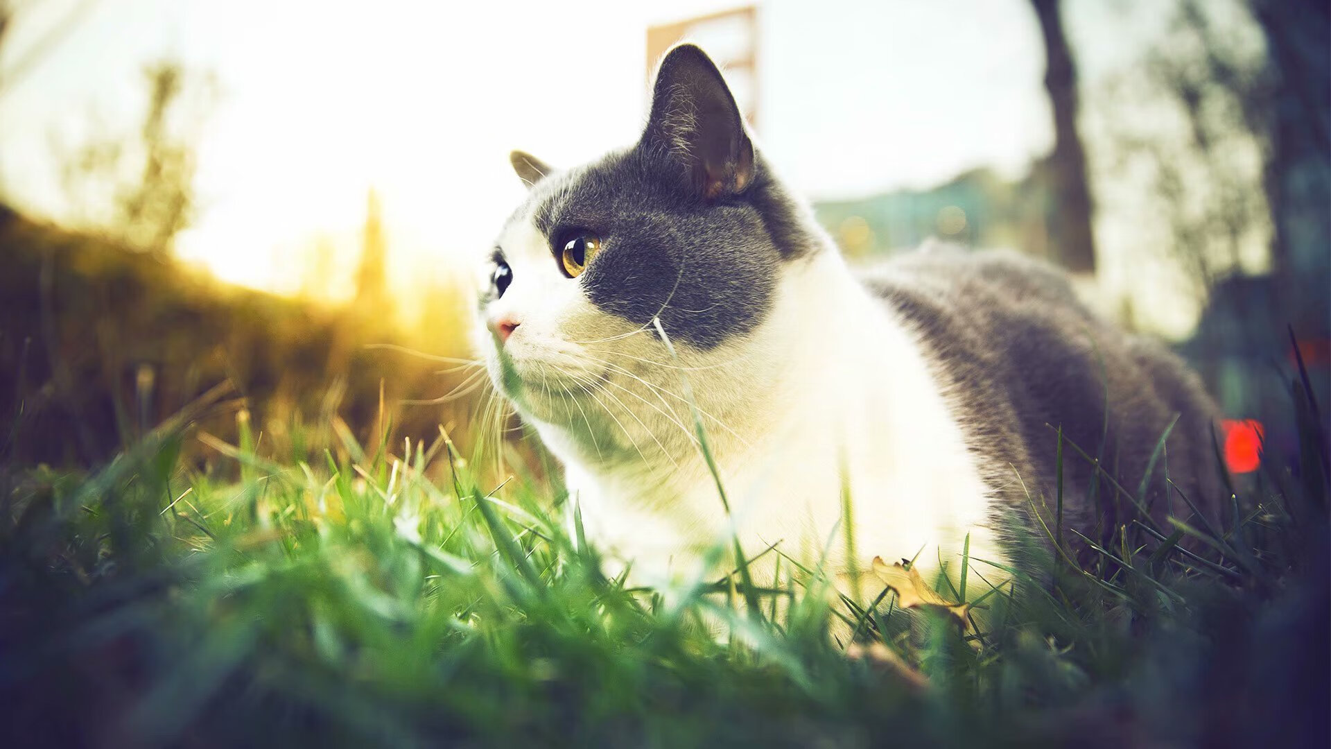 “网球对抗：高新体育中心赛场巅峰高手强强碰撞”