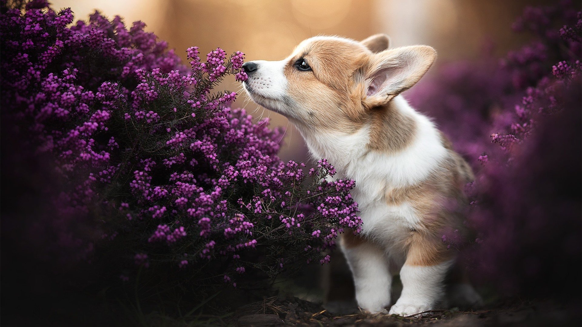 AYXSPORTSAPP-体育评论如何看待体育精神与商业化的碰撞，体育评论如何看待体育精神与商业化的碰撞