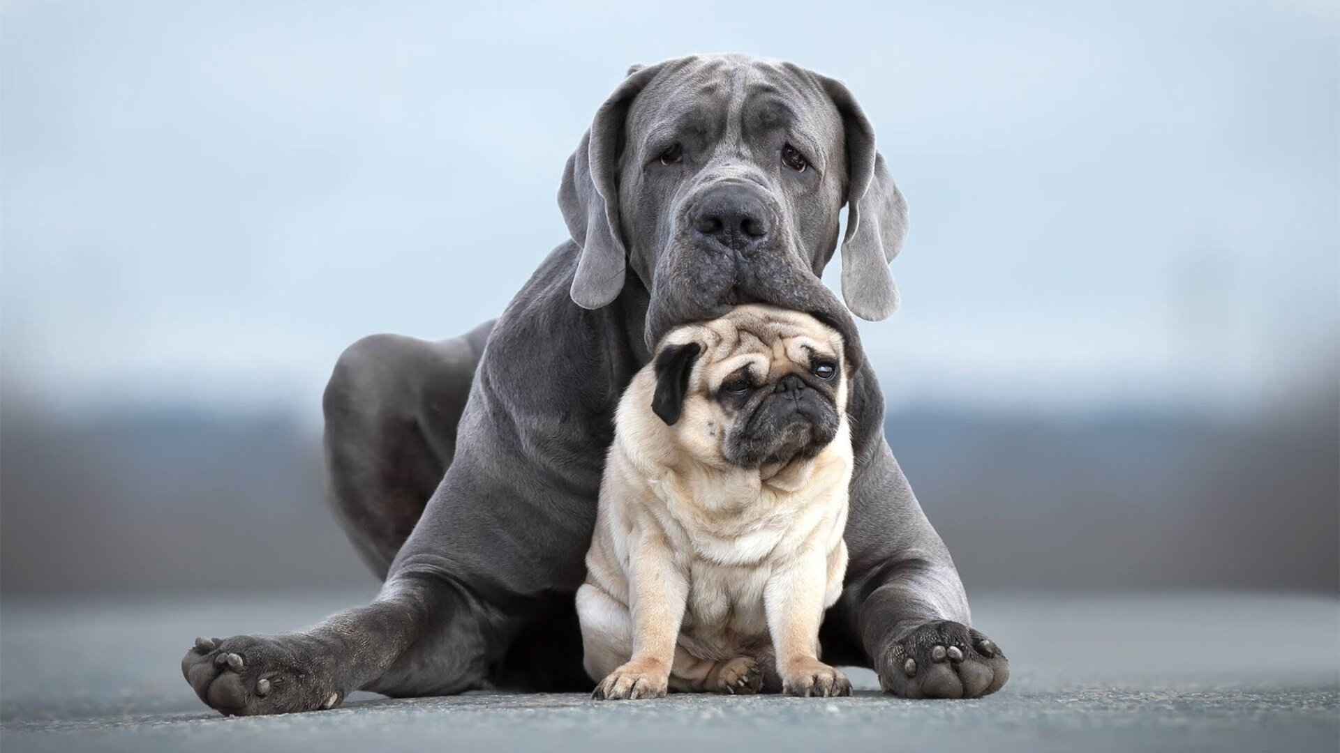 体育赛事直播技术升级增强观众互动体验,体育直播技术方案