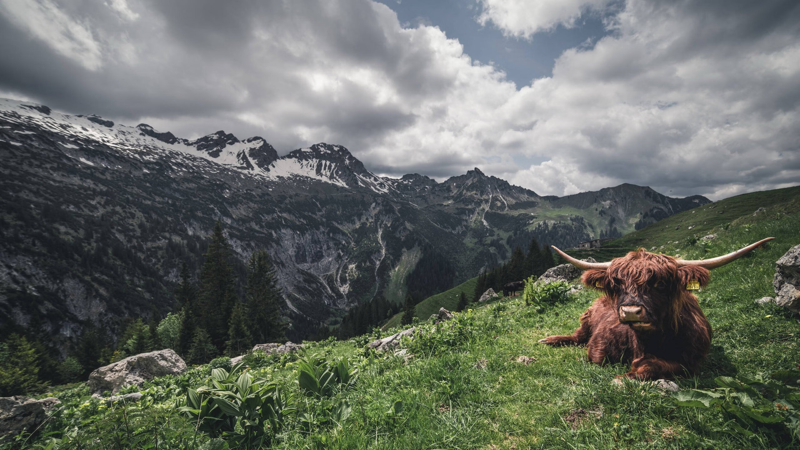 外教未参与青训体系评估造成理念断裂，外教未参与青训体系评估造成理念断裂的原因