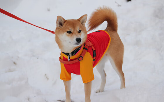 爱游戏综合娱乐-波兰队未来方向：如何通过系统化的培训提高球员技术细节，波兰球队实力如何