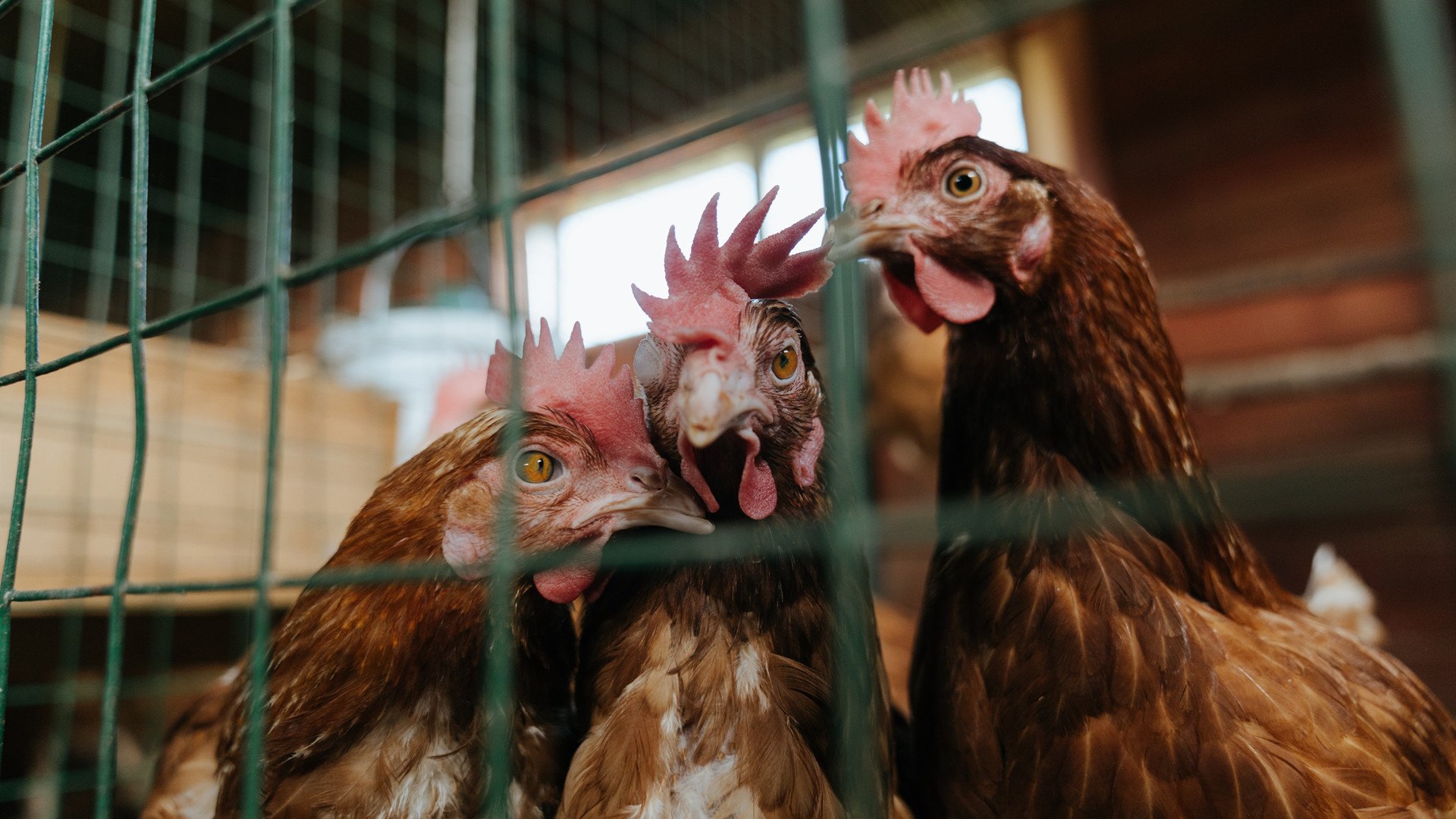 爱游戏在线登录入口-凯蒂·莱德基决赛节奏掌控精准，凯蒂·莱德基赛程