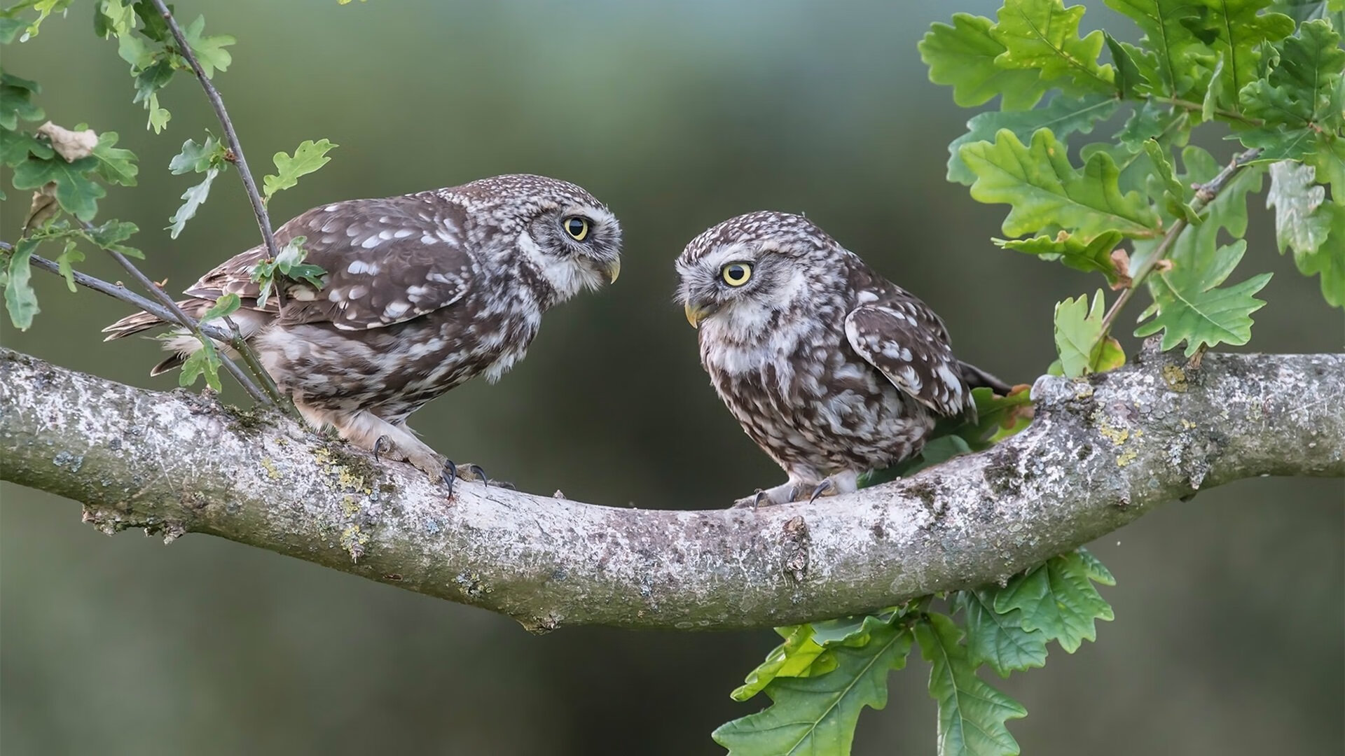 拉尼·帕利斯特赛后分享训练心得，帕尼尼利拉德