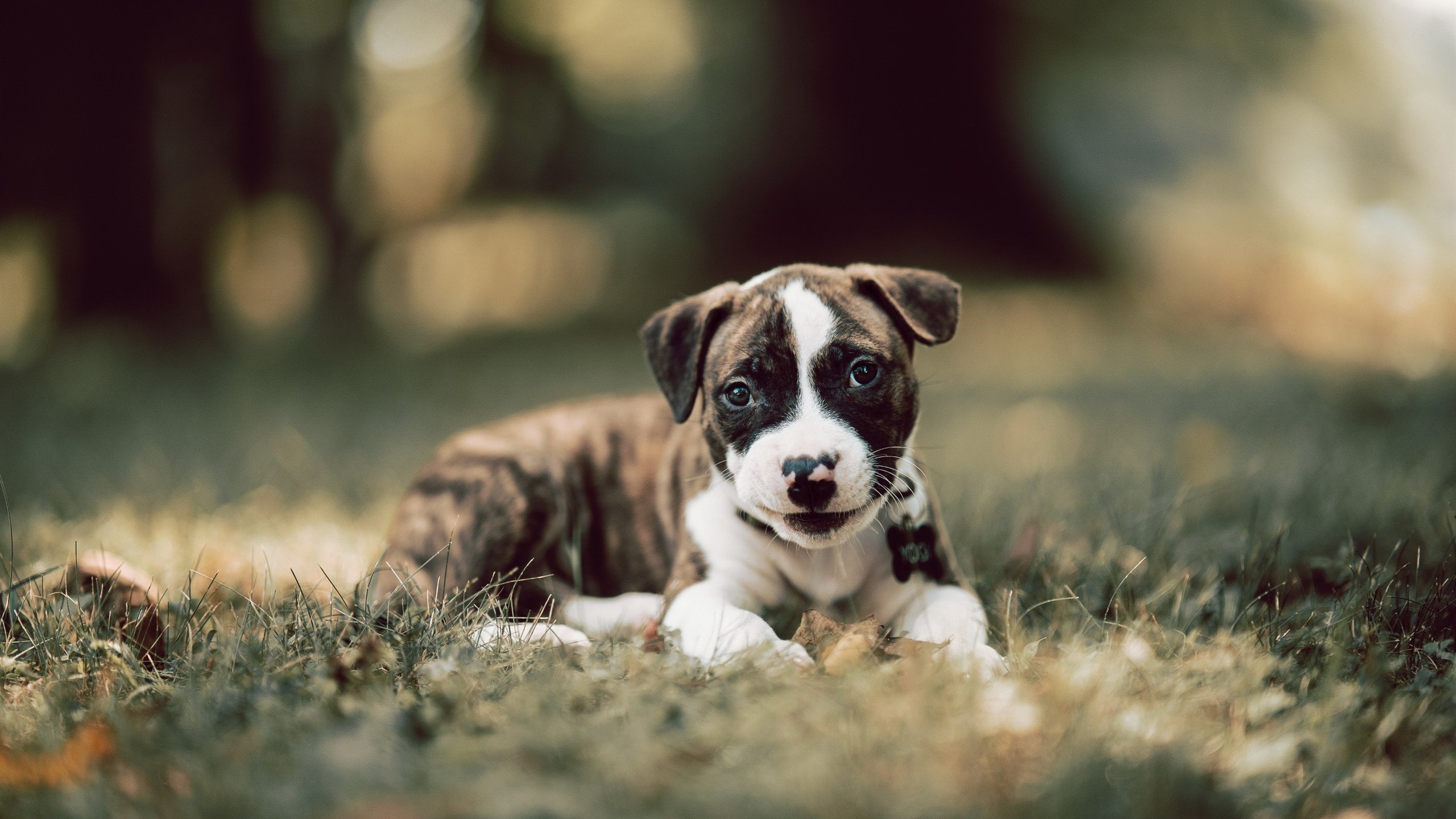 爱游戏官方-美洲杯英雄辈出：逆境中彰显无敌斗志，美洲杯冠军分析