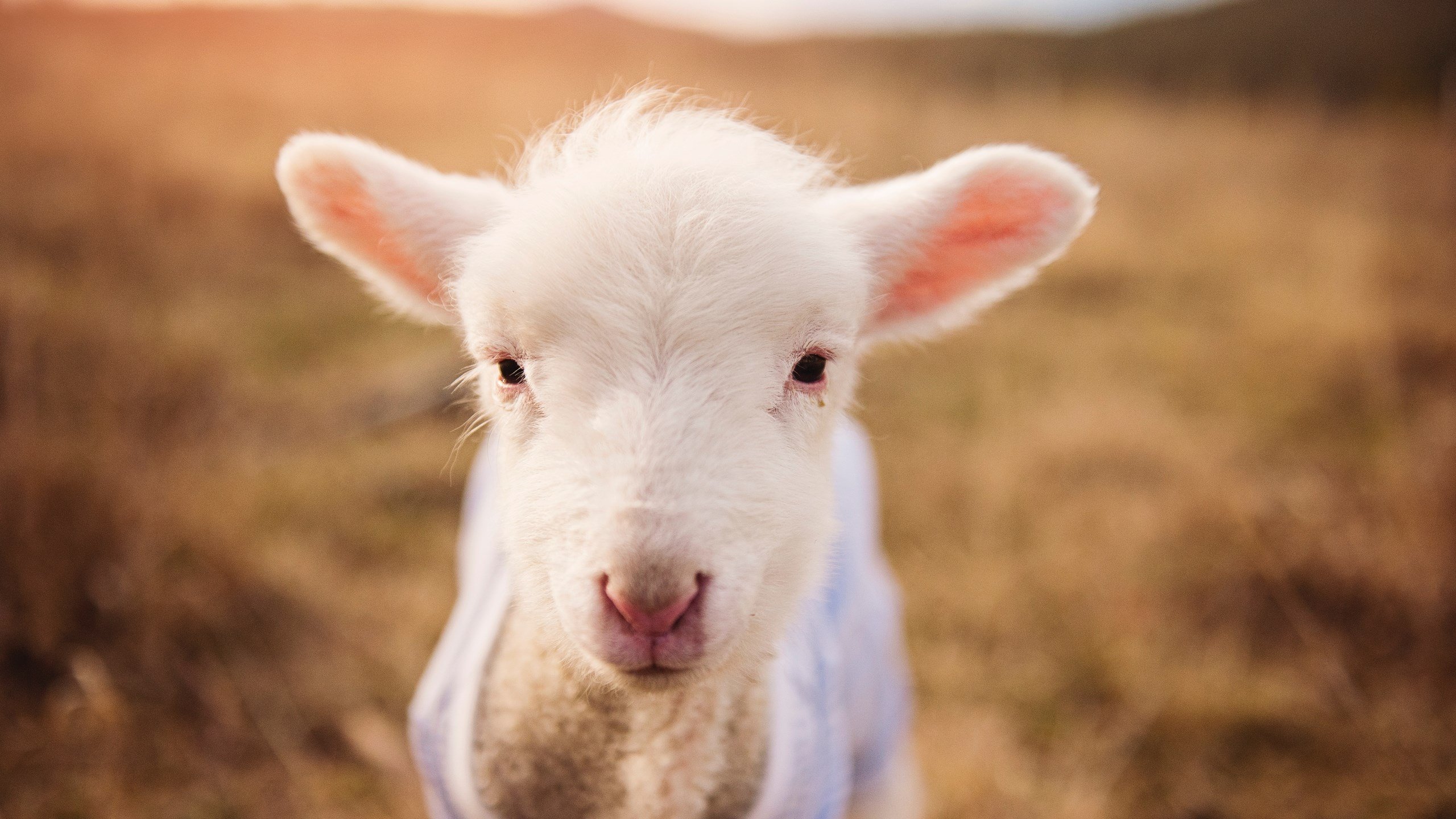 爱游戏在线登录入口-青训中心开展球员家长课堂促进家庭支持力建设，球队家长 发言